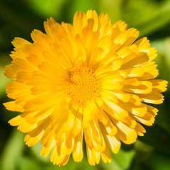 Yellow Pot Marigold