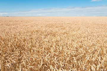 Wheat field and blue sky