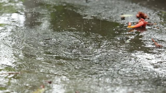 Closeup of rain drops falling in the puddles on the road
