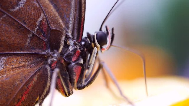 Blauer Morphofalter mit Saugr&uuml;ssel bei der Nahrungsaufnahme, Morpho peleides