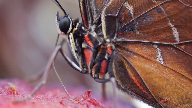 Blauer Morphofalter mit Saugr&uuml;ssel bei der Nahrungsaufnahme, Morpho peleides