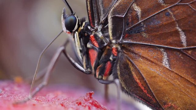 Blauer Morphofalter mit Saugr&uuml;ssel bei der Nahrungsaufnahme, Morpho peleides