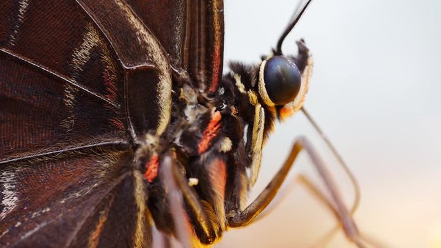 Blauer Morphofalter mit Saugr&uuml;ssel bei der Nahrungsaufnahme, Morpho peleides