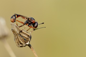 Conopidae sp.