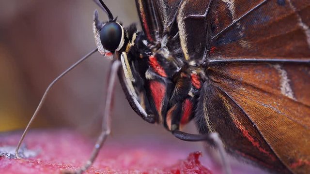 Blauer Morphofalter mit Saugr&uuml;ssel bei der Nahrungsaufnahme, Morpho peleides