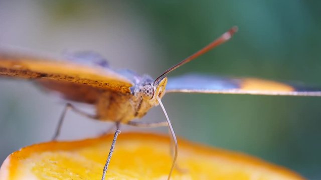 Tropischer Schmetterling bei der Nahrungsaufnahme mit dem Saugr&uuml;ssel, Vindula erota, 