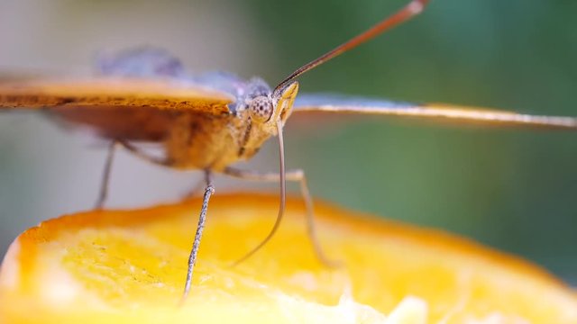 Tropischer Schmetterling bei der Nahrungsaufnahme mit dem Saugr&uuml;ssel, Vindula erota, 