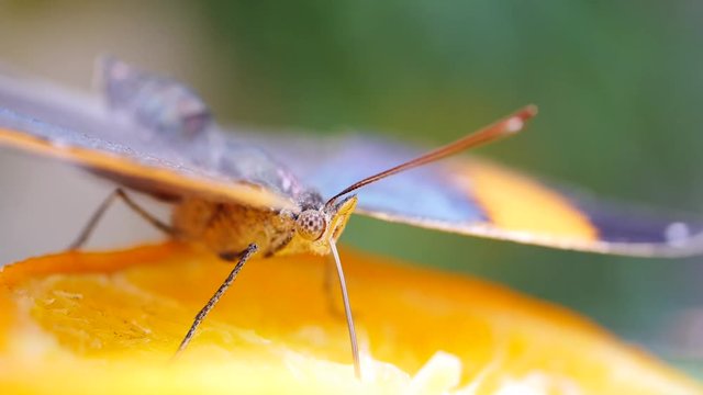 Tropischer Schmetterling bei der Nahrungsaufnahme mit dem Saugr&uuml;ssel, Vindula erota, 