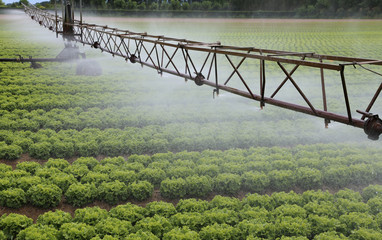 irrigation system of a lettuce field in summer