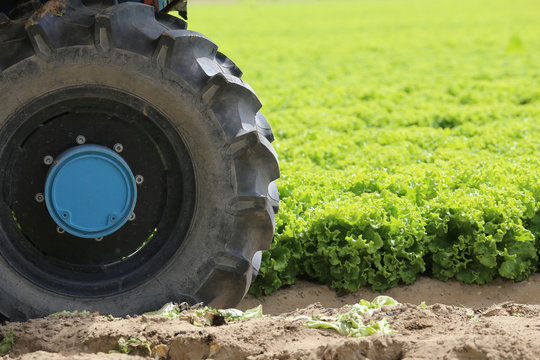 wheel tractor in the field of green lettuce grown