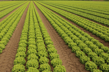 Fototapeta na wymiar green lettuce grown on sandy soil in summer