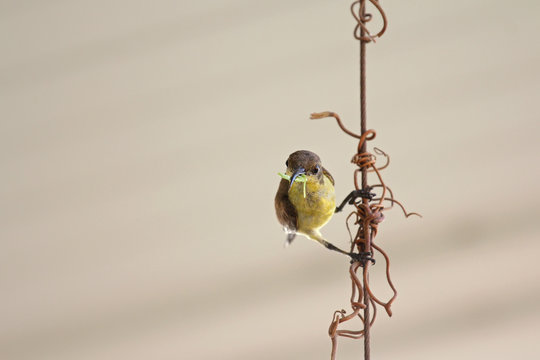 Female olive-backed sunbird, known a yellow-bellied, with worm in its beak perching on metal wire. Bird will feed food to its young. Cinnyris jugularis)