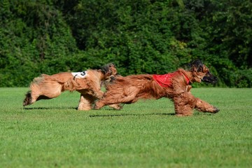 Afghanische Windhunde beim Lure Coursing