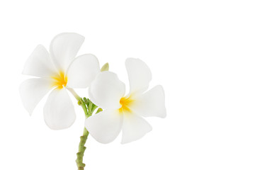 Fototapeta na wymiar White Plumeria on the white background