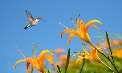 Hummingbird with Tropical Lily Flowers