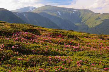 Fototapeta premium flowering rhodonendron in the Carpathians