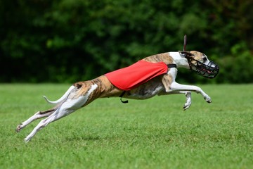Whippet beim Lure Coursing