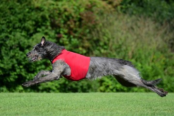 Deerhound beim Lure Coursing