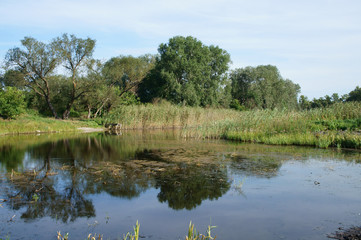 Fototapeta na wymiar Small lake, reeds, trees, blue sky, calm on a summer day