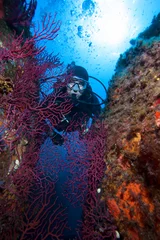 Fotobehang Scuba diver and coral reef with red coral .  © frantisek hojdysz