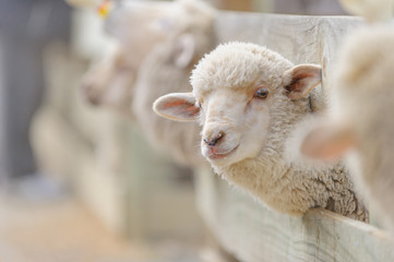 Obraz premium sheep breeding and farming - Schaf Aufzucht 