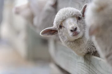 Fototapete Schaf sheep breeding and farming - Schaf Aufzucht 