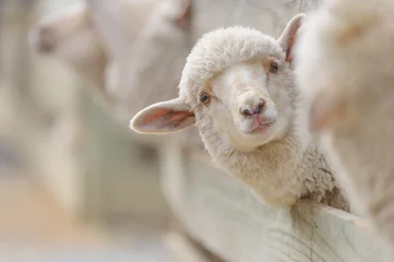 Deurstickers Schaap schapen fokken en landbouw