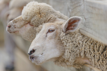 Obraz premium sheep breeding and farming - Schaf Aufzucht 