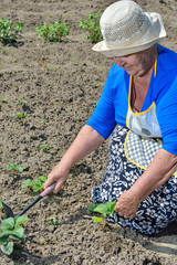 женщина на огороде летом пропалывает кусты клубники
