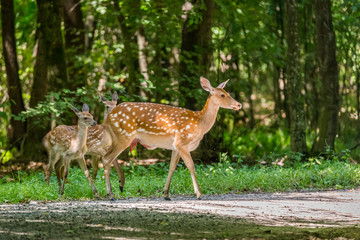 Naklejka na ściany i meble Wounded deer mother with two newborn calf crosses the road. Wildlife series.