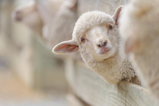 sheep breeding and farming - Schaf Aufzucht 