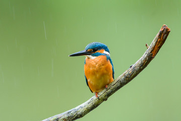Eisvogel auf Ansitz Ast - kingfisher 