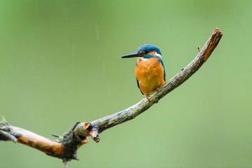 Eisvogel auf Ansitz Ast - kingfisher 