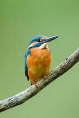 Obraz premium Eisvogel auf Ansitz Ast - kingfisher 