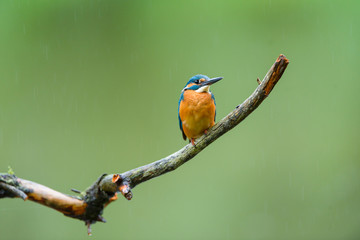 Eisvogel auf Ansitz Ast - kingfisher 