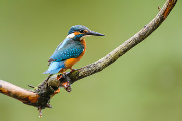 Eisvogel auf Ansitz Ast - kingfisher on branch 