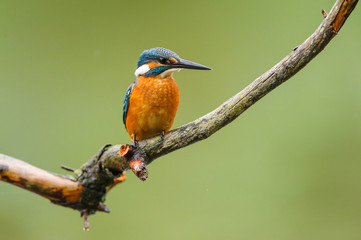 Eisvogel - kingfisher