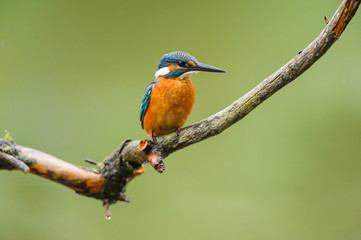 Eisvogel - kingfisher