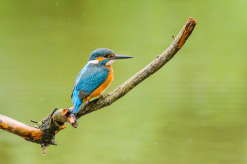 Eisvogel - kingfisher