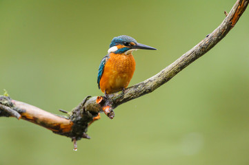 Eisvogel - kingfisher