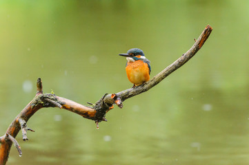 Eisvogel - kingfisher