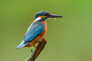 Eisvogel - kingfisher