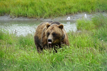 Naklejka na ściany i meble A brown bear in the grass in Alaska