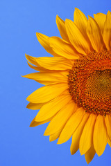 Bright yellow sunflowers on a blue background