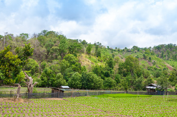 Beauty scenic agriculture landscape, agriculture countryside Northern Thailand