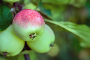 ripe apples on a branch