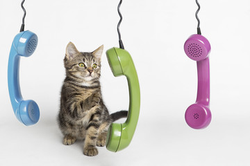 Katze am Telefon