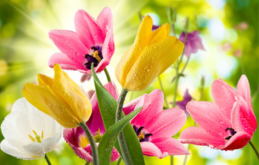 Obraz pięknych kwiatów w ogrodzie - obrazy, fototapety, plakaty