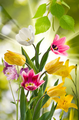 Fototapeta na wymiar image of beautiful flowers in the garden closeup