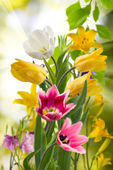 image of beautiful flowers in the garden closeup